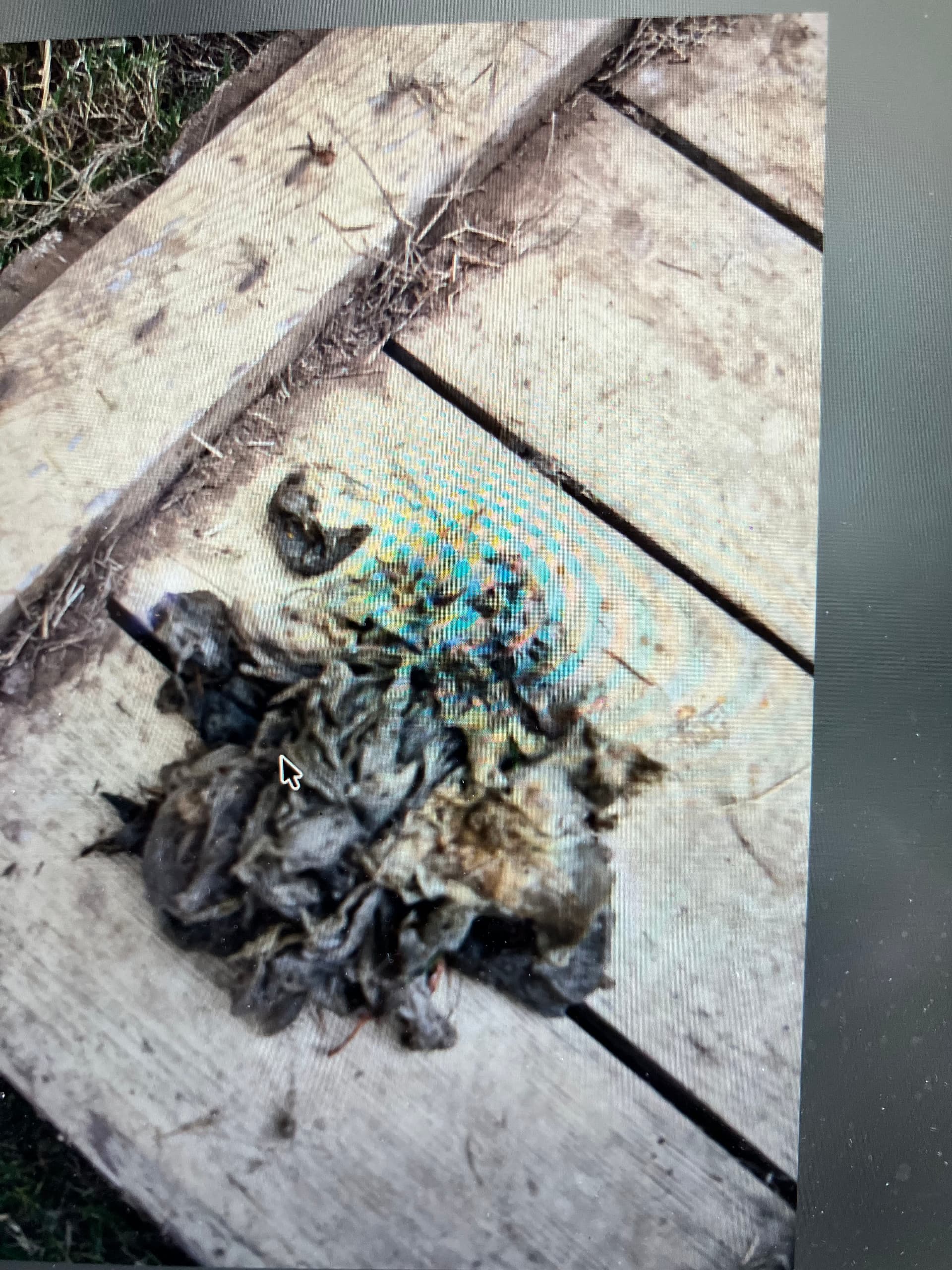 What's Actually Causing Your Sewer Backup image